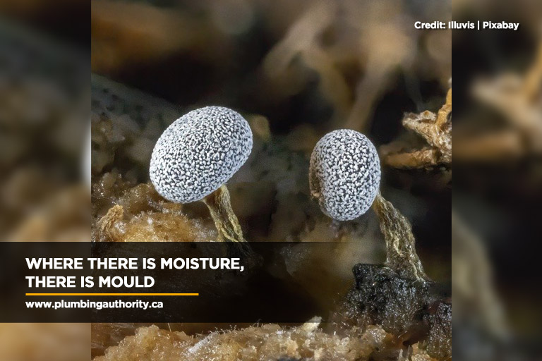 Where there is moisture, there is mould