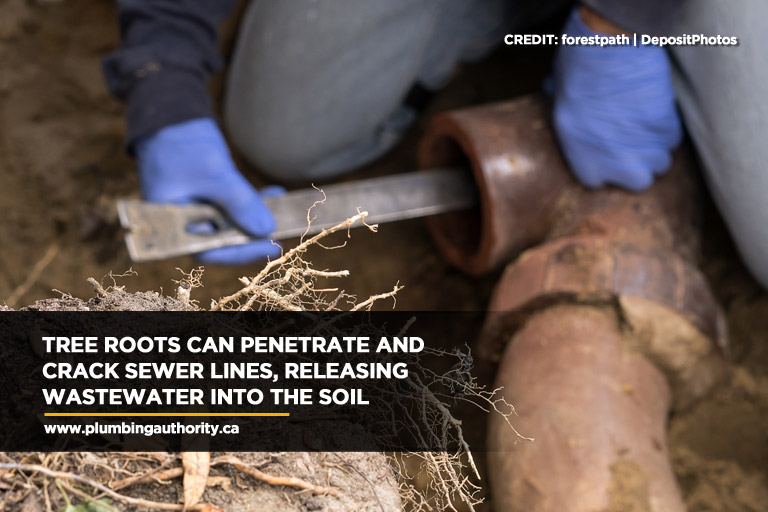Tree roots can penetrate and crack sewer lines