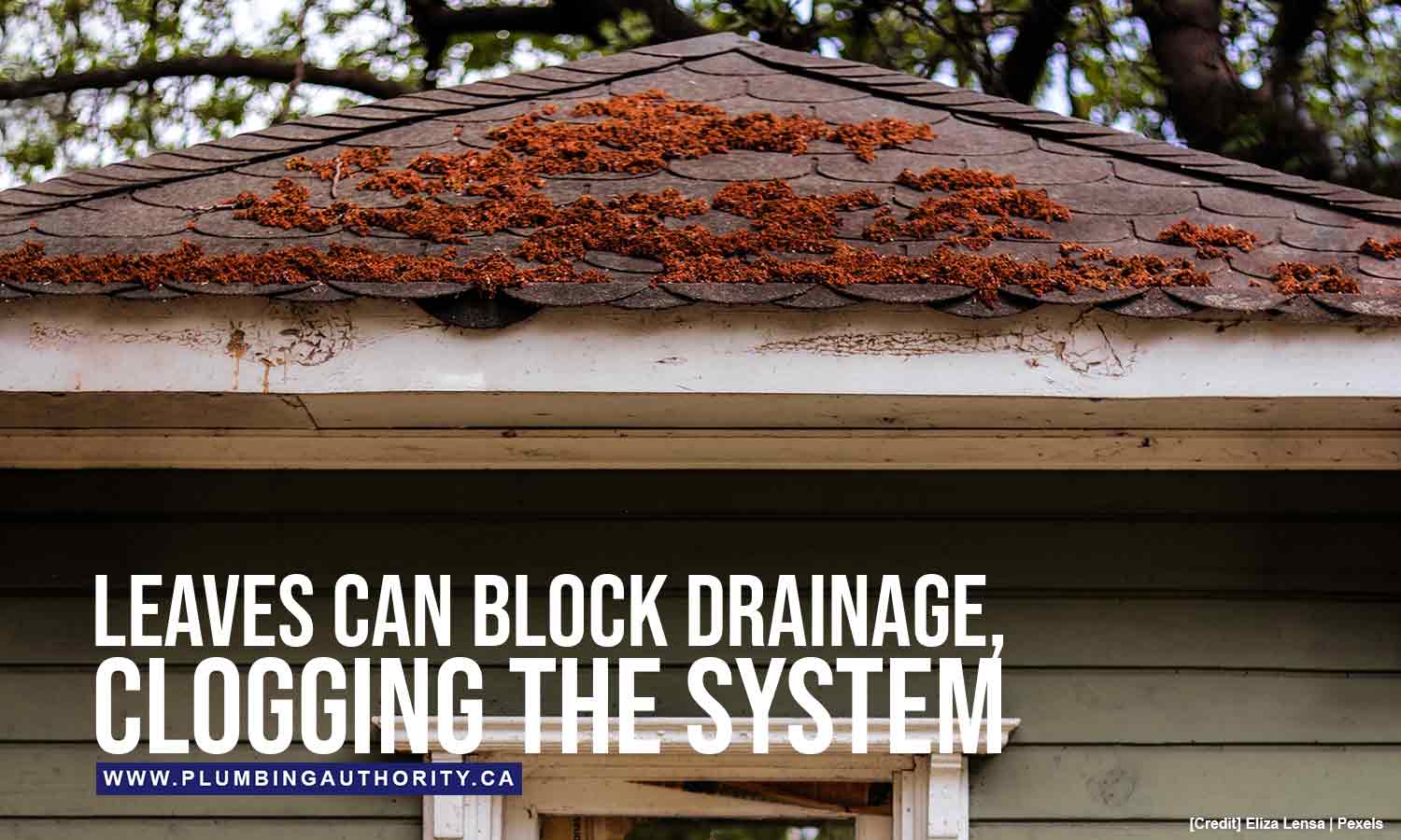 Leaves can block drainage