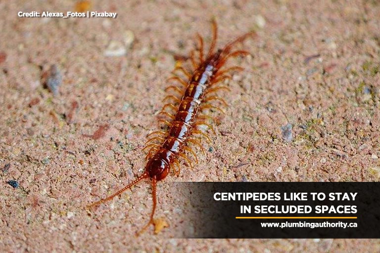 Centipedes like to stay in secluded spaces