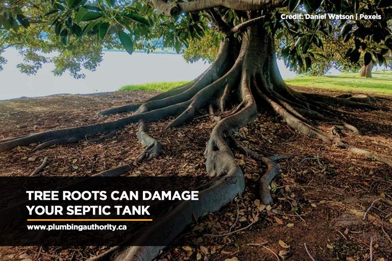 Tree roots can damage your septic tank