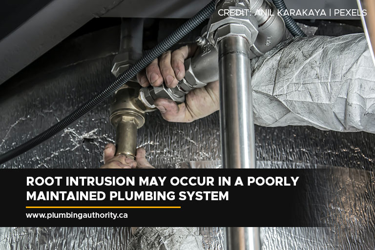 Root intrusion may occur in a poorly maintained plumbing system