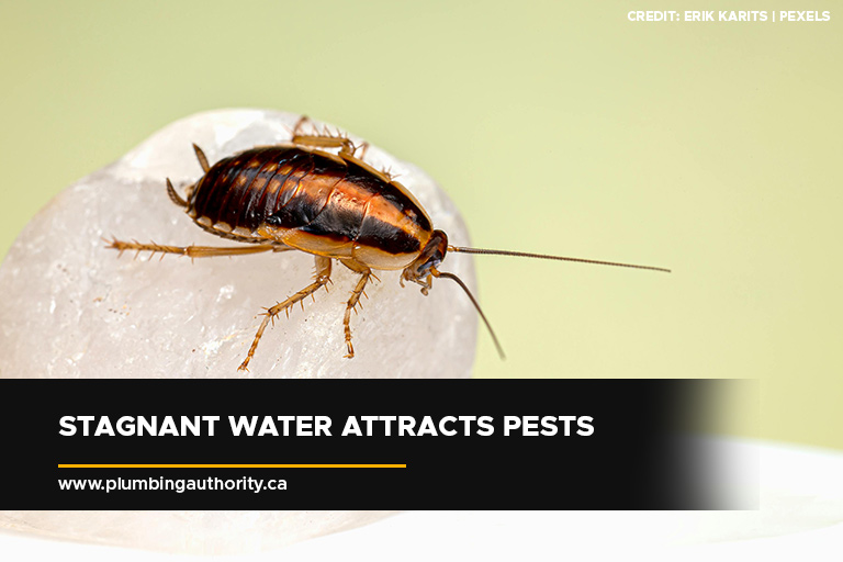 Stagnant water attracts pests