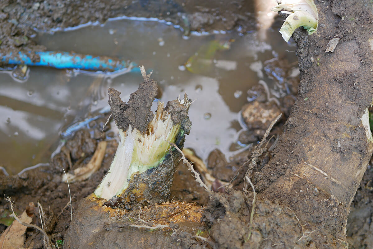 Common-Drainage-Problems-During-Spring