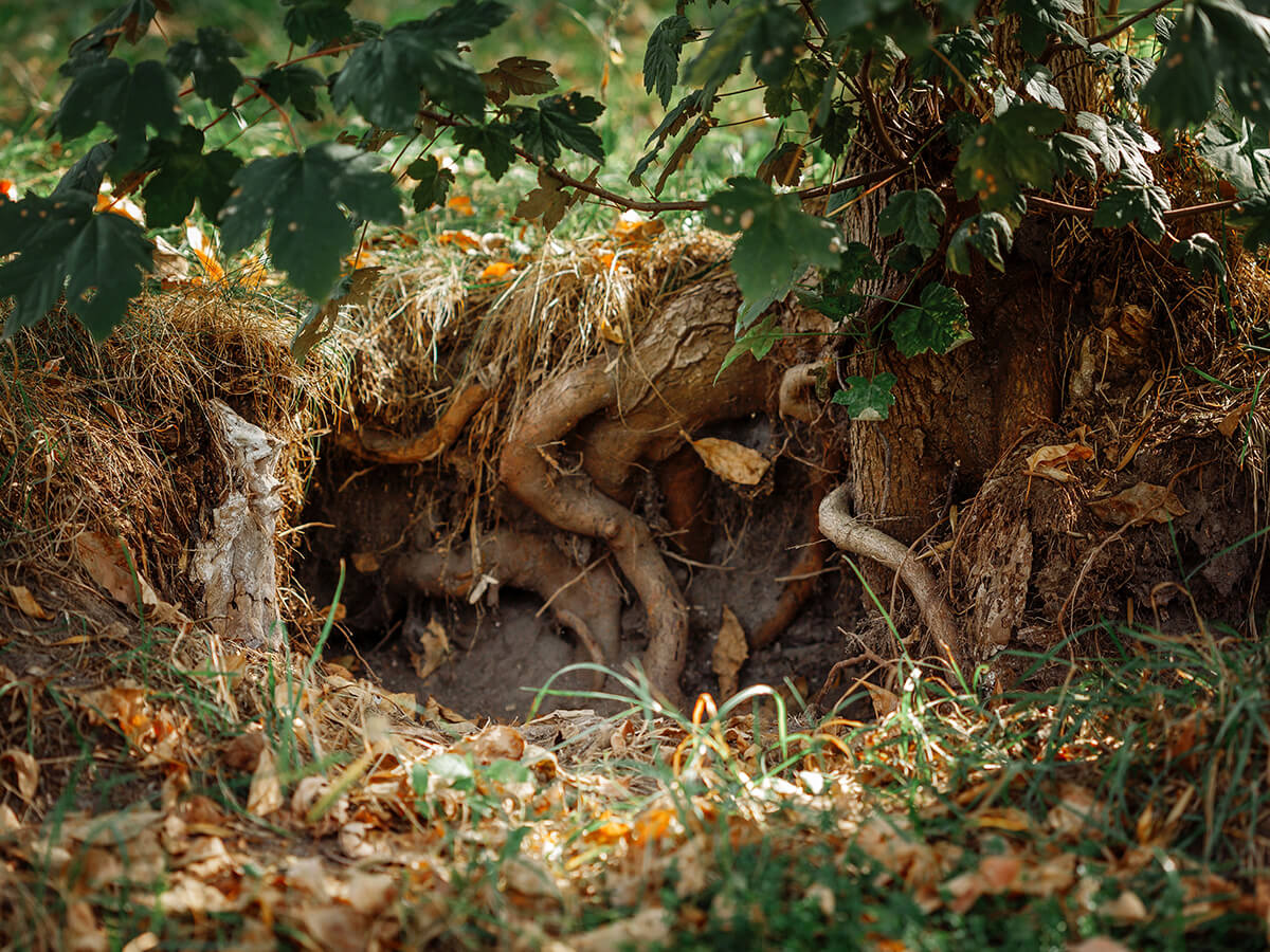 Sewer-Line-Degradation-and-Root-Intrusion